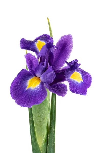 Iris Inggris Biru Yang Indah Iridaceae Iris Latifolia Terisolasi Latar — Stok Foto