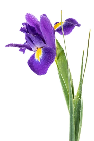 Bella Iris Inglese Blu Iridaceae Iris Latifolia Isolata Sfondo Bianco — Foto Stock