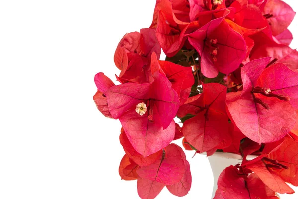 Krásné Růžové Červené Bougainvillea Kvetoucí Izolované Bílém Pozadí Jasně Růžová — Stock fotografie