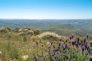 Güzel ve yaz menekşe lavanta tarlası. Aromaterapi lavantası.