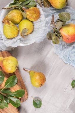 Taze organik armutlar. Meyve arkaplanı. Armut güz hasadı.