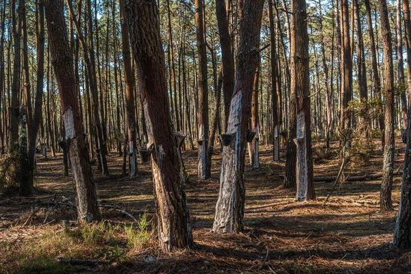 Reçine çıkarma işi Ovar, Aveiro, Portekiz 'deki bir reçine çam ormanında yapılır.