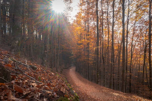 Floresta Faia São Lourenco Folhas Caminho Caem Paisagem Solo Sobre — Fotografia de Stock