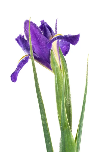 Íris Inglês Azul Bonito Iridaceae Iris Latifolia Isolado Sobre Fundo — Fotografia de Stock