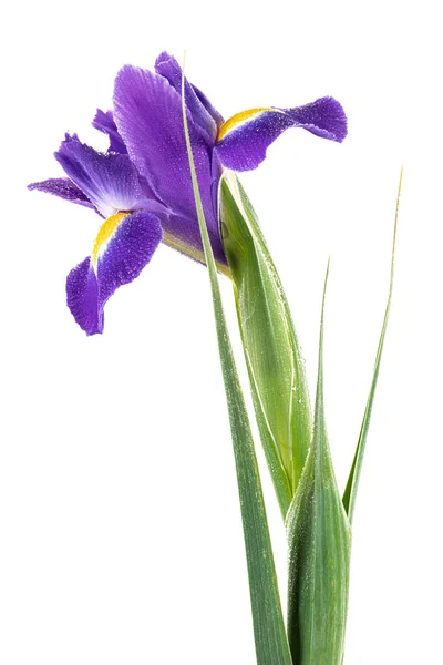 Íris Inglês Azul Bonito Iridaceae Iris Latifolia Isolado Sobre Fundo — Fotografia de Stock