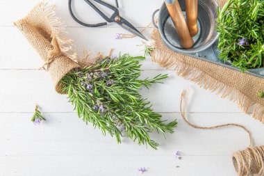 Tahta arka planda sicimle bağlanmış bir çuval bezi içine yerleştirilmiş biberiye filizleri. Metin için kopyalama alanı olan taze organik bitkiler