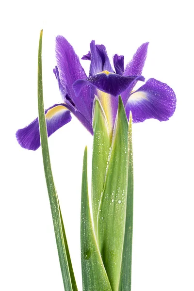 Íris Inglês Azul Bonito Iridaceae Iris Latifolia Isolado Sobre Fundo — Fotografia de Stock