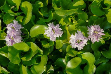 Mor sümbül çiçekleri tarlaya göre dizilmişti..