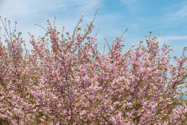 Japon Kiraz Çiçekleri ile bahar arkaplanı. Prunus serrulata ve mavi gökyüzü. Bahar çiçekleri deseni. Pembe kiraz çiçeği. Bahar çiçekleri deseni. Sacura kiraz ağacı.