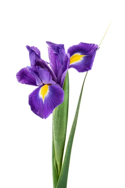 Beautiful Blue English Iris Iridaceae Iris Latifolia Isolated White Background — Stock Photo, Image