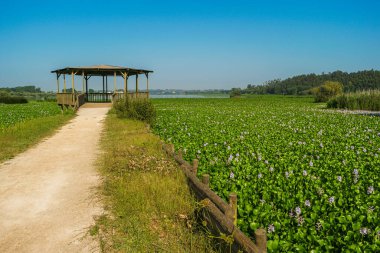 Portekiz, Pateira de Espinhel 'de yeşil bitki örtüsü olan güzel bir göl manzarası.