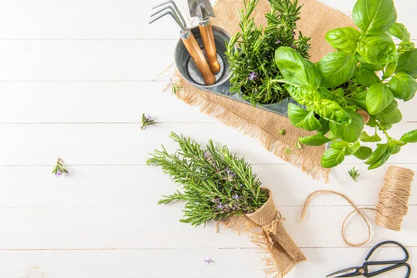 Gartenarbeit Hause Rosmarin Und Basilikum Töpfen Und Gartengeräte Auf Holztisch — Stockfoto