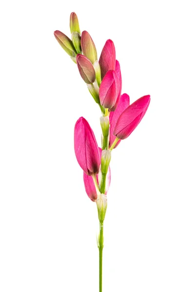 Beautiful Pink Lilies Isolated White Background — Stock Photo, Image