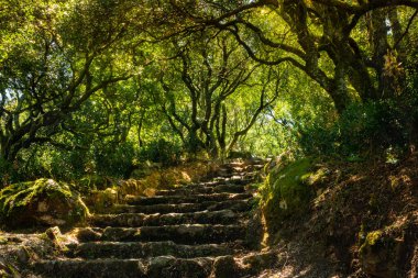 Çarmıha giden yol, çarmıhtan geçiyor. Portekiz 'deki Luso, Mealhada, Aveiro' daki Bussaco antik ormanlarında..