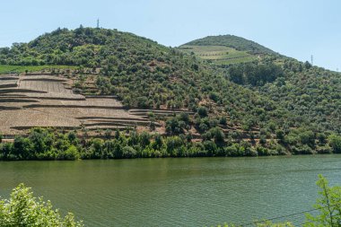Douro Valley Alto Douro şarap bölgesi Kuzey Portekiz resmen dünya mirası olarak Unesco tarafından belirlenmiş teraslı üzüm bağları.
