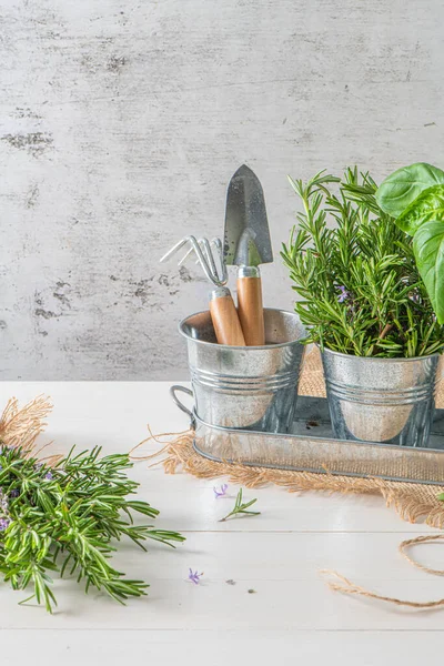 Home gardening. Rosemary and basil bush in pots, and gardening tools on wooden table