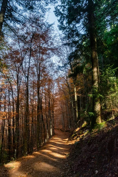 Sao Loureno Bosque Haya Hojas Sendero Caen Paisaje Del Suelo — Foto de Stock