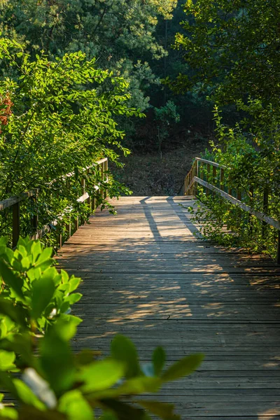 Eco path wooden walkway in the forest. Ecological trail path. Wooden path in Palmaz, Oliveira de Azemeis, Aveiro, Portugal