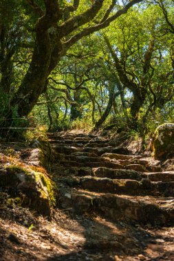 Çarmıha giden yol, çarmıhtan geçiyor. Portekiz 'deki Luso, Mealhada, Aveiro' daki Bussaco antik ormanlarında..
