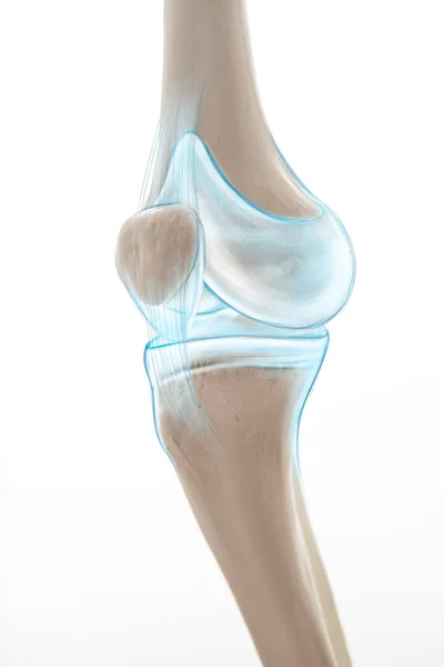 Боль Ноге Мениска Анатомия Ноги Человека — стоковое фото