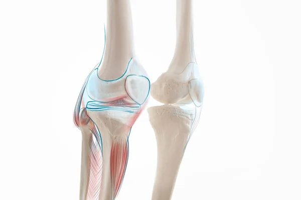 Diz Menisküs Bacak Kemiği Ağrısı Insan Bacağı Anatomisi Çizimi — Stok fotoğraf