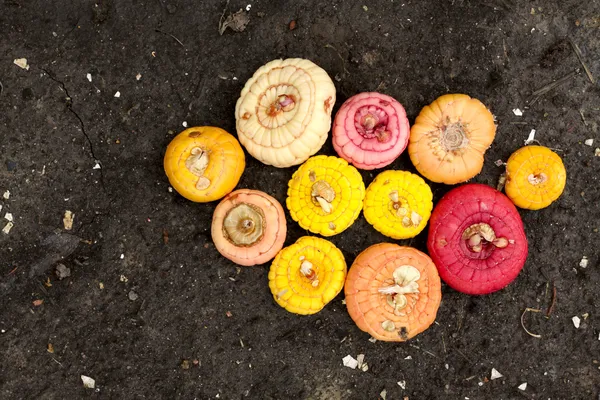 Groep van gladiolen bollen — Stockfoto