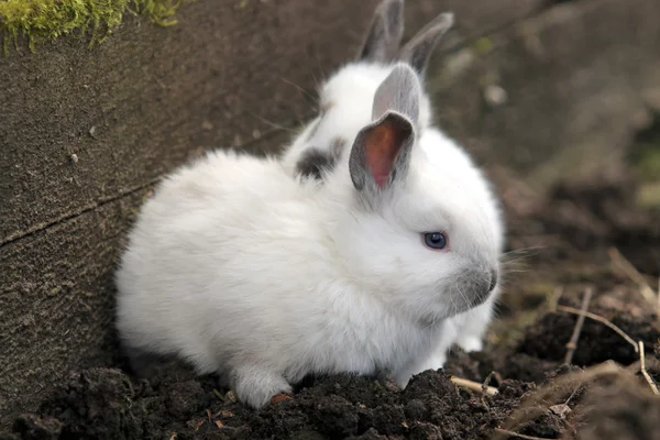 Lapins à la ferme — Photo