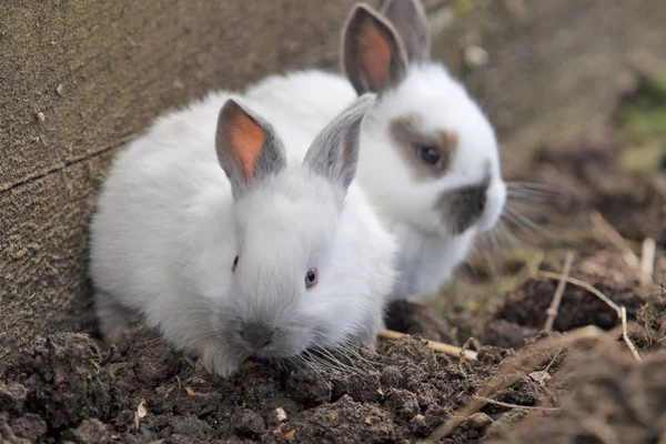 Kaniner på gård — Stockfoto