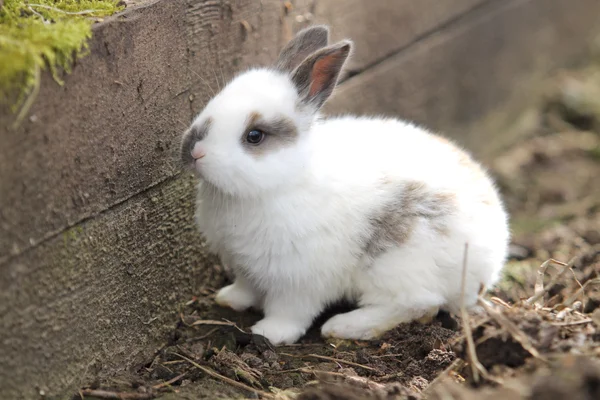 Lapin mignon à la ferme — Photo