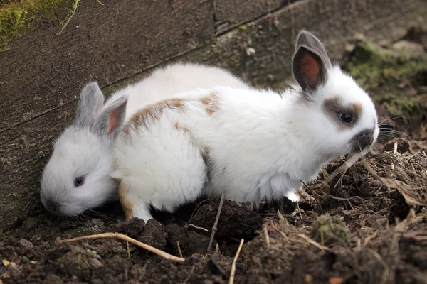 Двоє кроликів на фермі — стокове фото