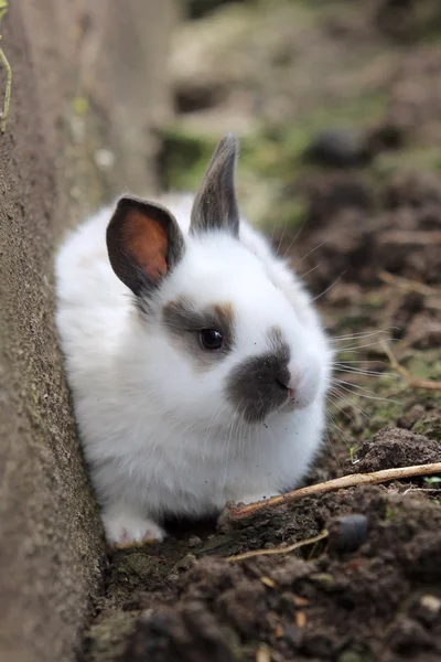 Lapin à la ferme — Photo