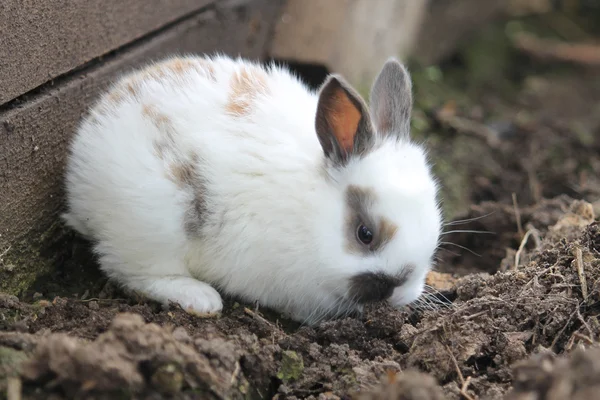 Кролика на грунті — стокове фото