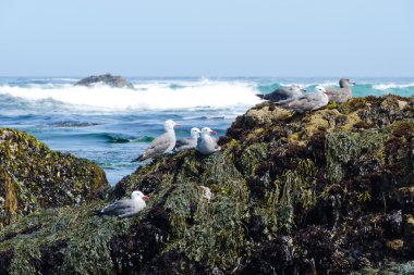 martı grubu. Monterrey Körfezi, Kaliforniya갈매기의 그룹입니다. 몬테레이 베이, 캘리포니아.
