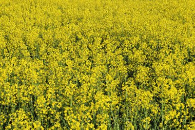 Kolza tohumu alan Bloom