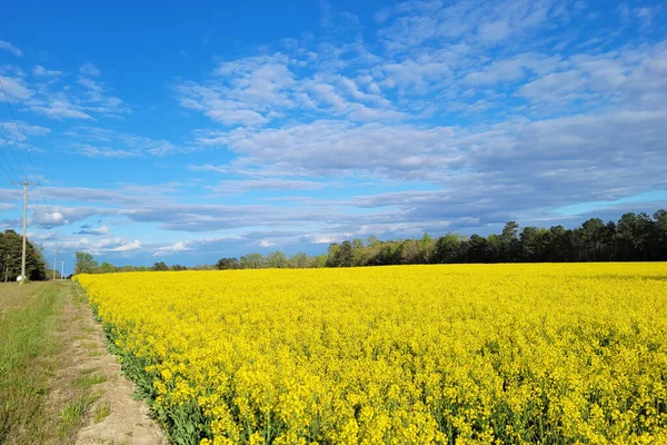 Campo Colza Flor Primavera — Foto de Stock