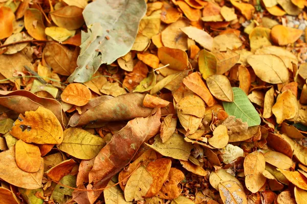 Las hojas de otoño caen al suelo — Foto de Stock