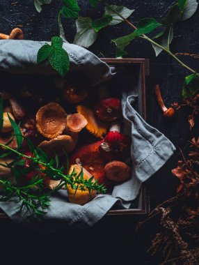 Forest mushrooms aestetics in bright colours.