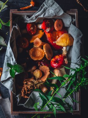 Forest mushrooms aestetics in bright colours.