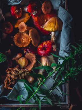 Forest mushrooms aestetics in bright colours.