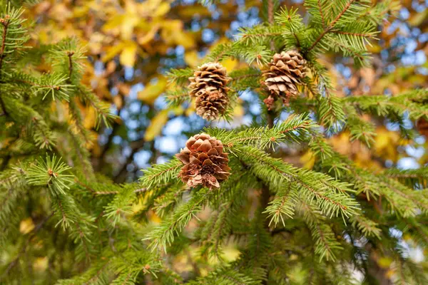 Cones Spruce Branch — Stock Photo, Image
