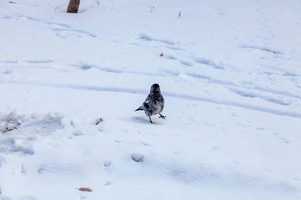 Beyaz Batı Karga Corvus Monedula Avrasya Kargası Olarak Bilinir — Stok fotoğraf