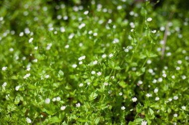 Yeşil çimlerde beyaz çiçekler