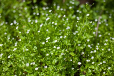 Doğada küçük beyaz çiçekler