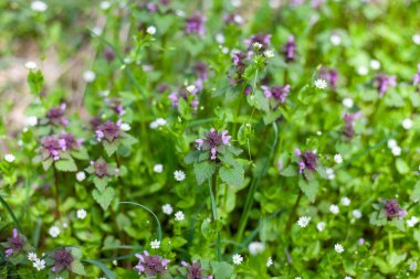 Lamium purpureum (kırmızı ölü ısırgan otu, mor ölü ısırgan otu ya da mor başmelek olarak da bilinir), her yıl yetişen bir bitkidir. Avrasya 'ya özgüdür ama Kuzey Amerika' da da görülebilir.