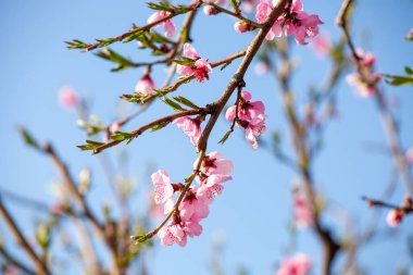 Şeftali dalında ilk çiçekler ve yapraklar 