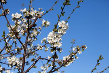 Bokeh 'in açtığı güzel kiraz dalı