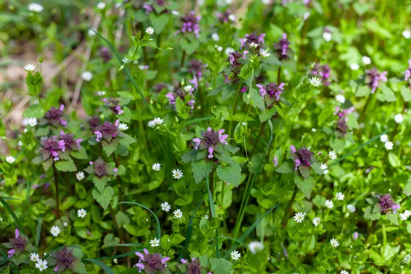Bahçedeki çiçekler. Güzel arkaplan