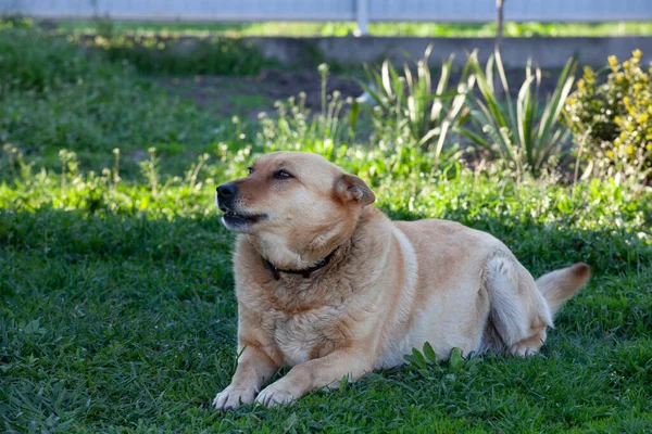 Κόκκινο Άστεγο Σκυλί Στο Πράσινο Γρασίδι — Φωτογραφία Αρχείου