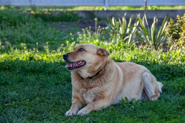 緑の草の上に赤いホームレスの犬 — ストック写真