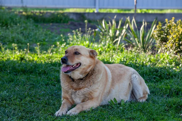 Yeşil Çimlerin Üzerinde Kırmızı Evsiz Köpek — Stok fotoğraf